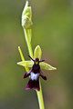 dwulistnik muszy (Ophrys insectifera) / istockphoto.com/Anita Stizzoli