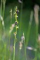 dwulistnik muszy (Ophrys insectifera) / istockphoto.com/HansJoachim