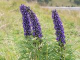Tojad mocny (Aconitum firmum)/<a href='https://de.wikipedia.org/wiki/User:R%C3%BCdiger' class='extiw' title='de:User:Rüdiger'>Rüdiger</a> z <a href='https://de.wikipedia.org/wiki/' class='extiw' title='de:'>niemieckojęzycznej Wikipedii</a> [<a href='http://www.gnu.org/copyleft/fdl.html'>GFDL</a> lub <a href='http://creativecommons.org/licenses/by-sa/3.0/'>CC-BY-SA-3.0</a>], <a href='https://commons.wikimedia.org/wiki/File%3AAconitum-napellus_4435.jpg'>Wikimedia Commons</a>