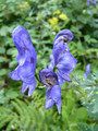Tojad mocny (Aconitum firmum)/By Michal Klajban (Own work) [<a href='http://creativecommons.org/licenses/by-sa/3.0'>CC BY-SA 3.0</a>], <a href='https://commons.wikimedia.org/wiki/File%3AOm%C4%9Bj_tuh%C3%BD_(Aconitum_firmum)_(3).jpg'>via Wikimedia Commons</a>
