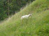 Wypas kóz i owiec na terenie rezerwatu przyrody Kwidzyńskie Ostnice