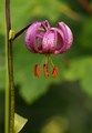 Lilia złotogłów (Lilium martagon) 