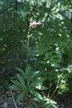 Lilia złotogłów (Lilium martagon) 