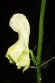 Tojad lisi (Aconitum lycoctonum)